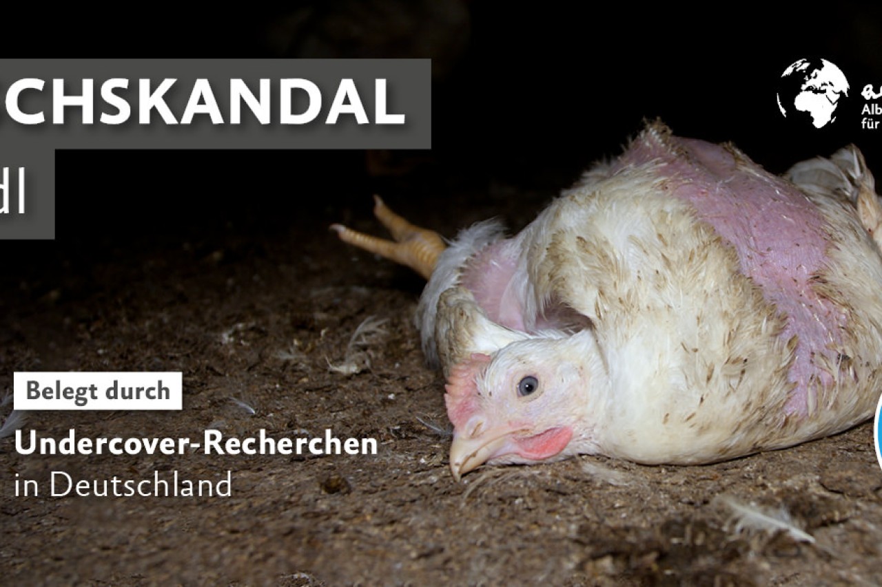 Strafanzeige wegen Quälfleisch im Supermarkt Lidl