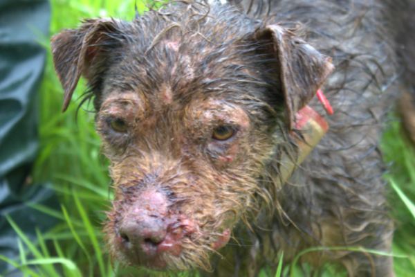 England: Tiere in Obhut von Hobby-Jägern leiden