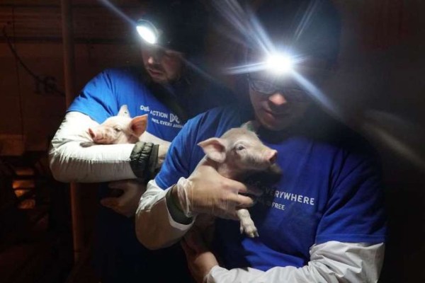 Tierschützer in allen Anklagepunkten freigesprochen