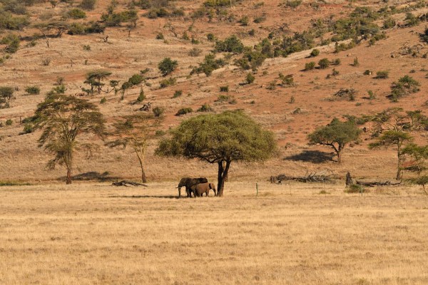 Uganda: Lebenslange Strafe für Wildtierhändler