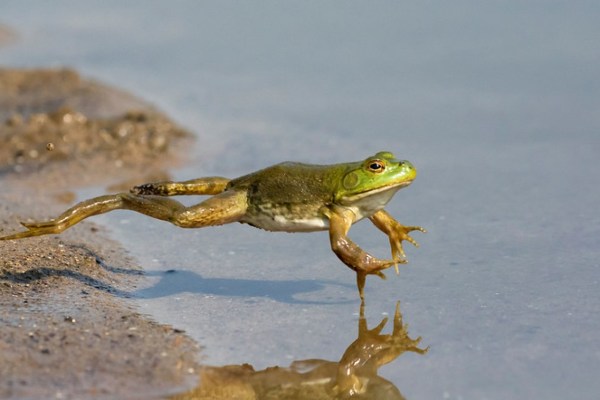 Richiesto il divieto di importazione di cosce di rana