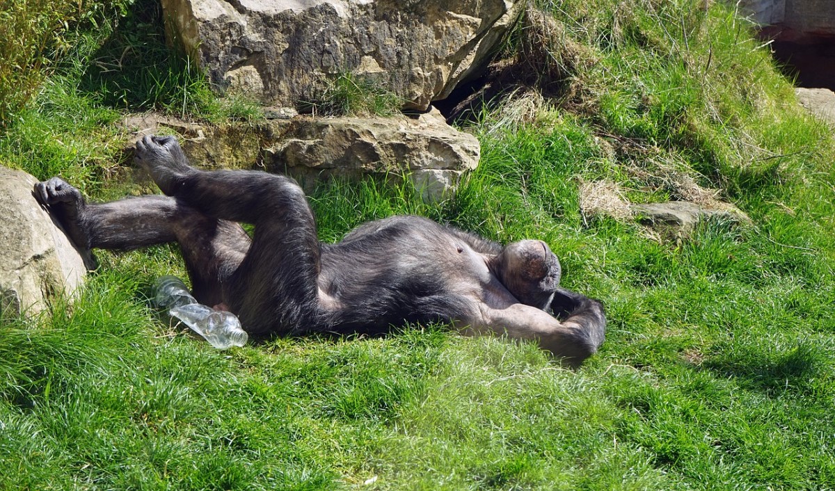 Wild beim Wild