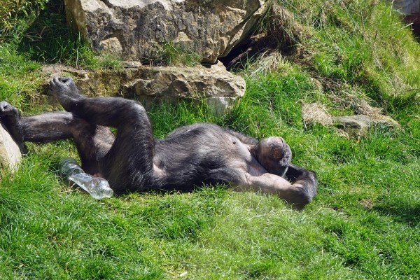 Les chimpanzés européens souffrent d'une carence en vitamine D