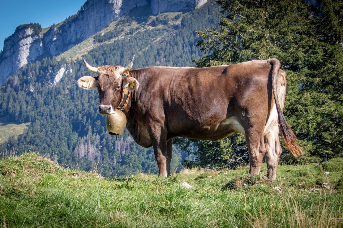 Wild beim Wild