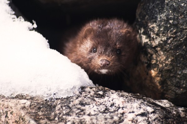 Against all instincts: animals helping other species