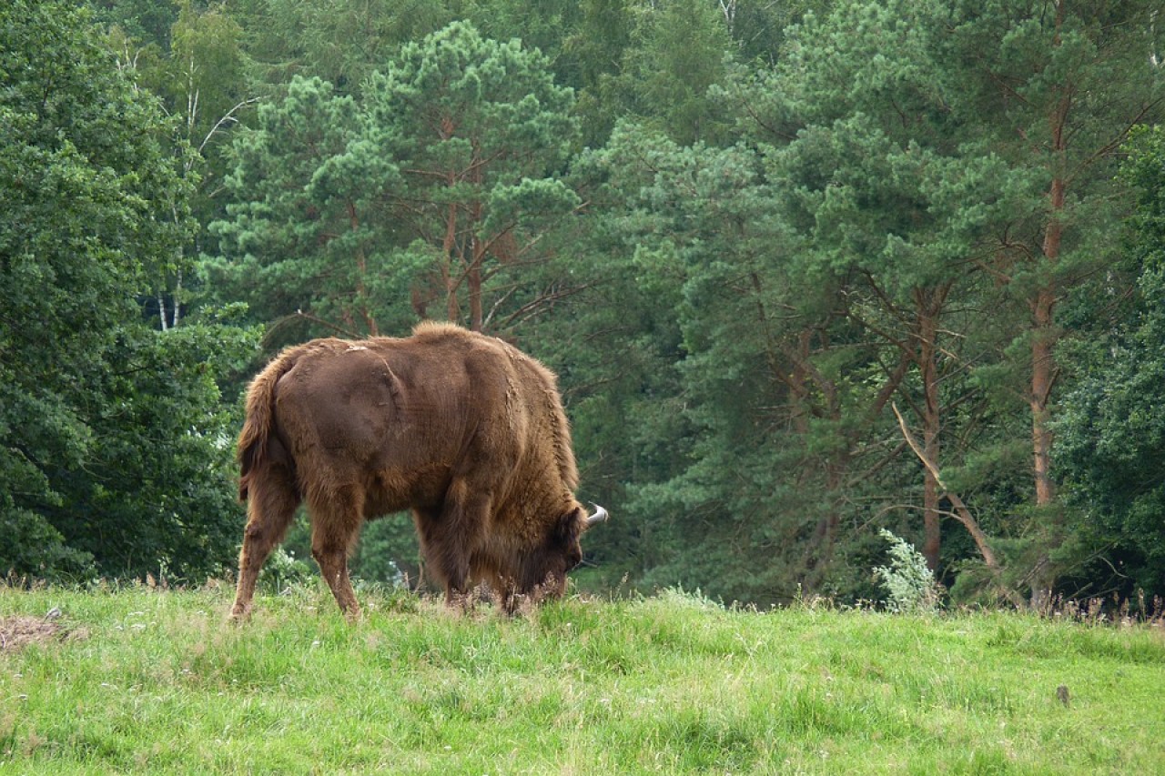 Spektakuläres Comeback von 50 Wildtierarten in Europa