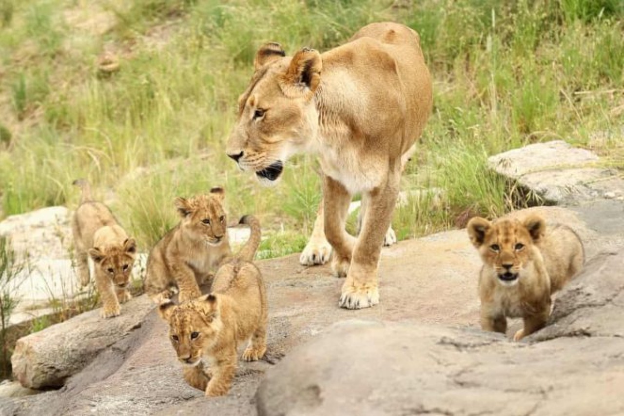 Zuchtprogramme in Zoos schaden Wildtieren