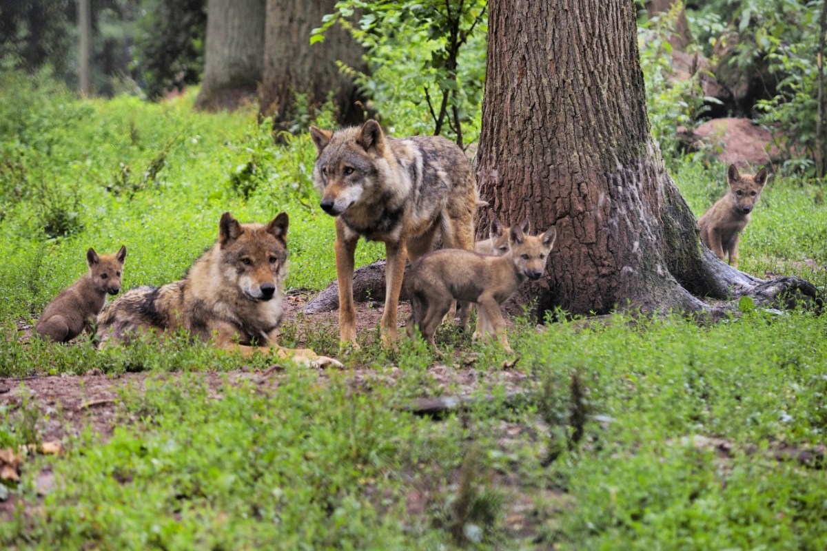 Wolf vorsätzlich missbraucht? EU-Pläne sorgen für Proteststurm