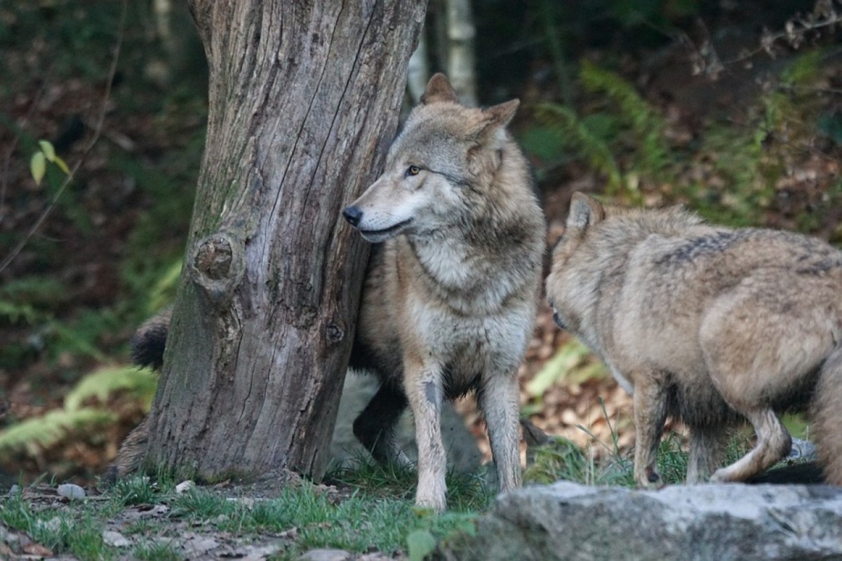 Wild beim Wild