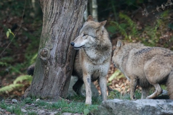 Bundesrat erleichtert Wolfsabschüsse erneut