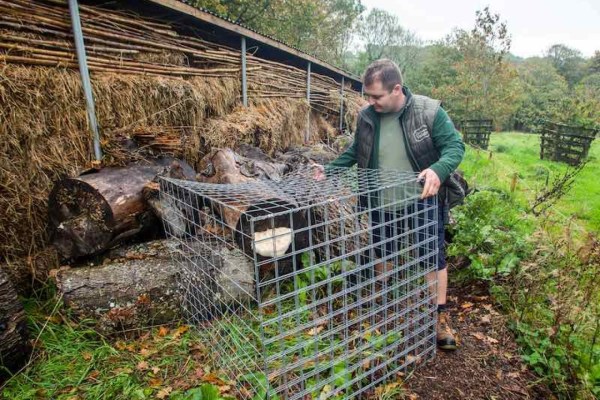Gärtner errichtet Käfig um seltenen Pilz in England