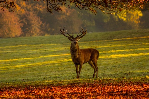 Hirsch auf der Flucht tötet Hobby-Jäger