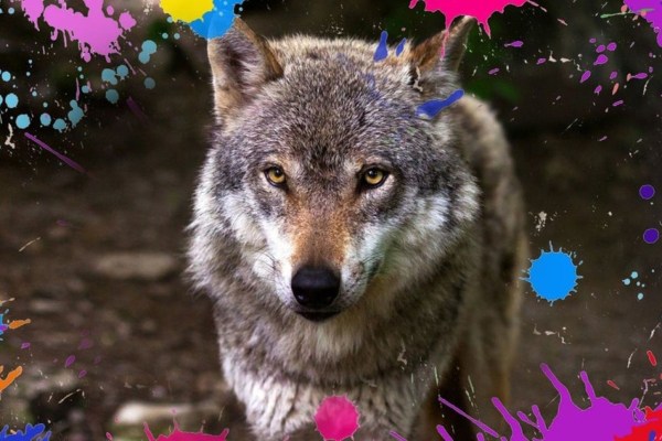 Les Néerlandais veulent effaroucher les loups avec des billes de peinture