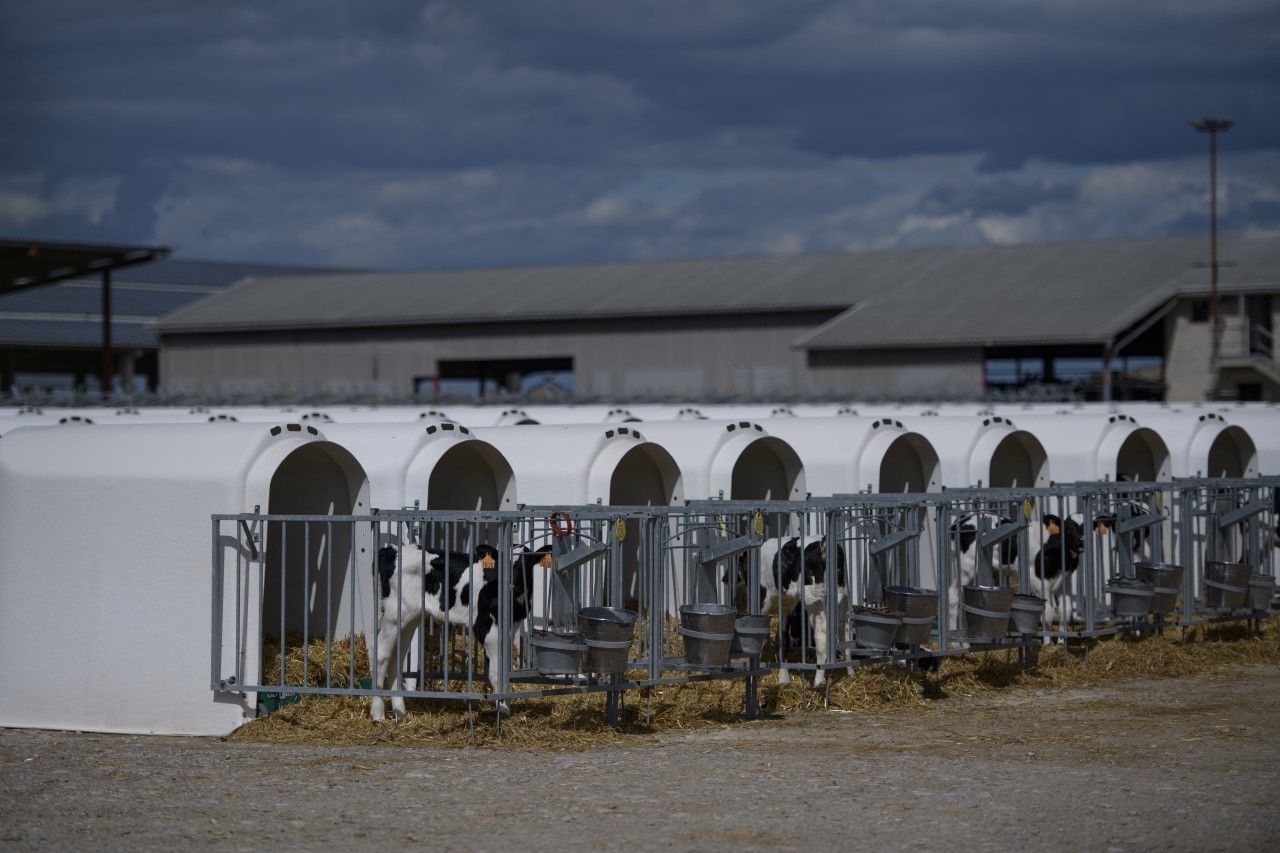 Initiative zur Fleischreduzierung bei Detailhändlern