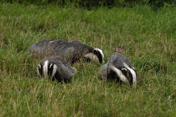 Jagd auf den Dachs, weil er Grabsteine umstösst?