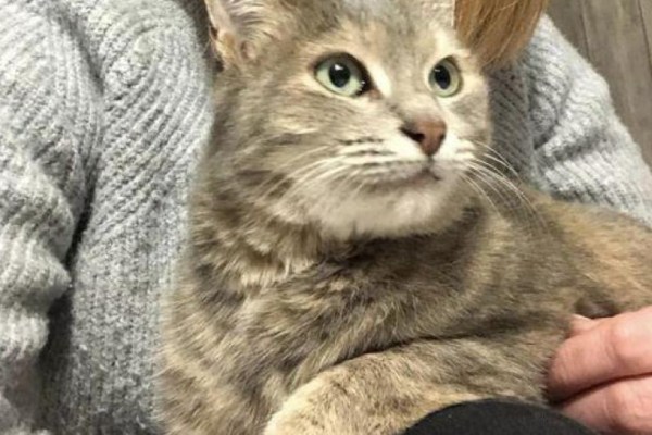Kat loopt dwars door Frankrijk naar huis