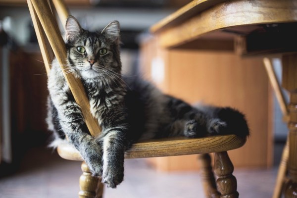 Katten die bij mensen zijn, zijn minder angstig