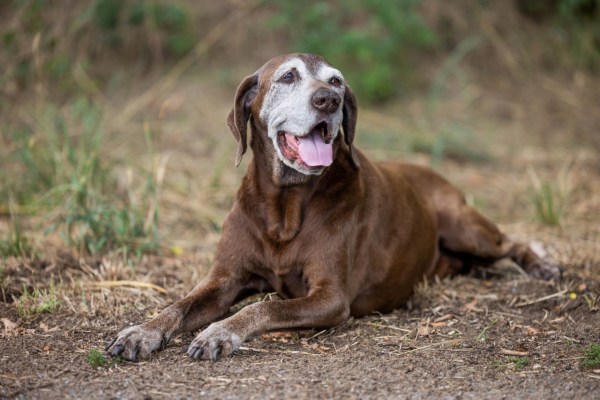 Propriétaires de chiens désemparés : reconnaître l'arthrose chez le chien