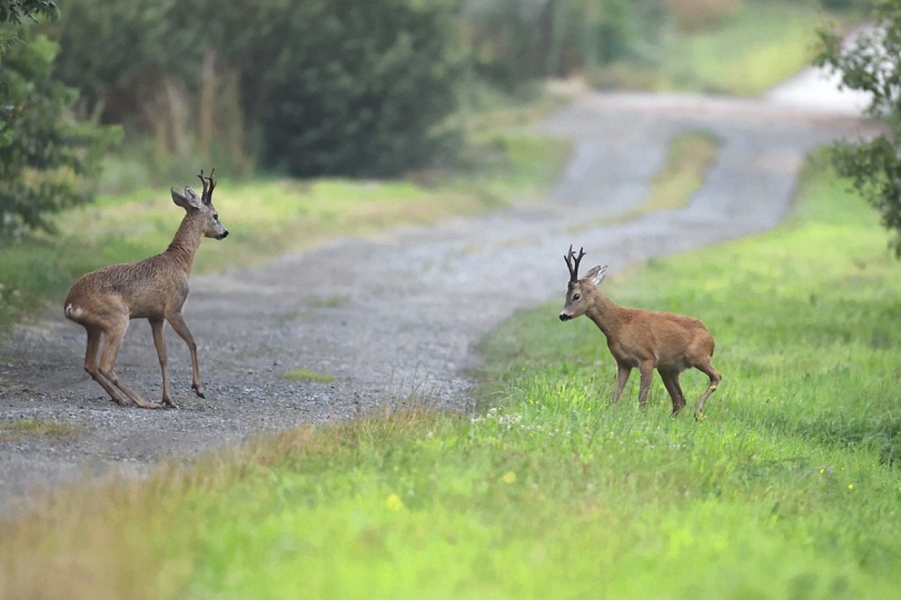 Sommerzeit verringert Wildtier-Kollisionen im Verkehr