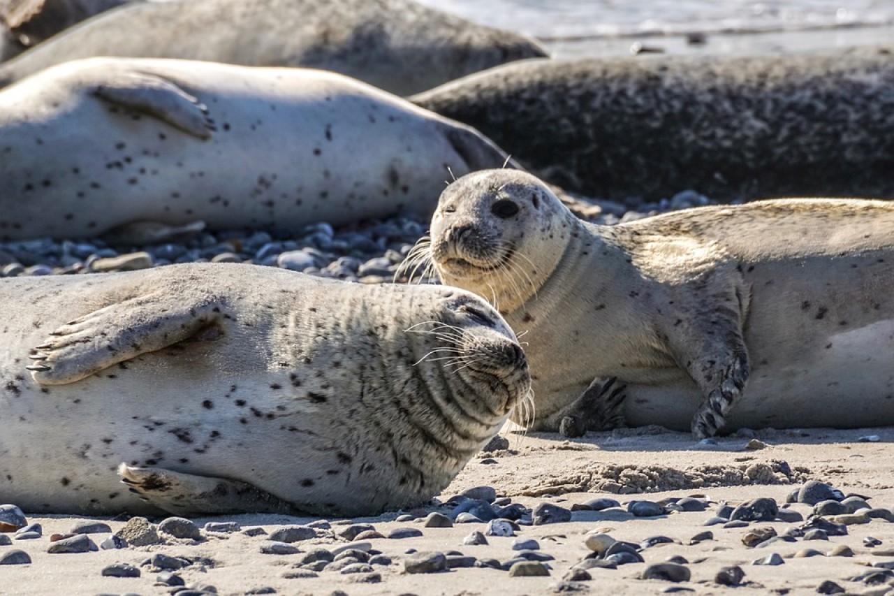 Tierschutzwidrige Seehundpolitik in Schleswig-Holstein
