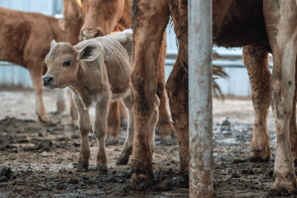 Tiertransporte aus Deutschland werden eingeschränkt