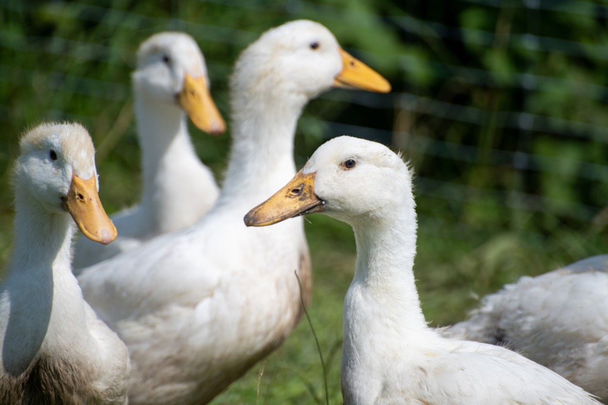 Delikatesse statt tierquälerische Stopfleber