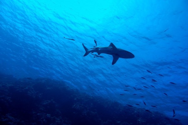 Pourquoi les populations de requins peinent à se rétablir