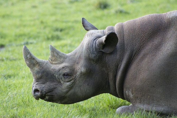 Trophäenjäger lassen Horn vom Nashorn schrumpfen