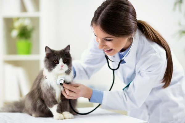 So sieht eine katzenfreundliche Tierarztpraxis aus