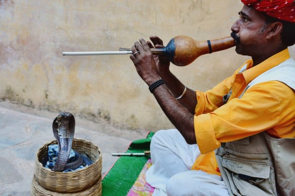 Indien: 8-jähriger Junge beisst Kobra tot