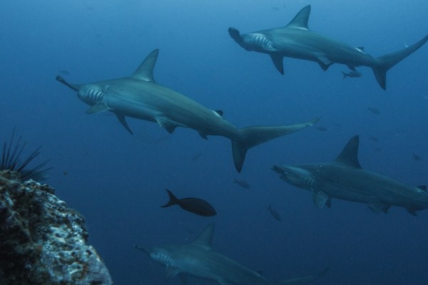 CITES: Besserer Schutz für über 470 Arten