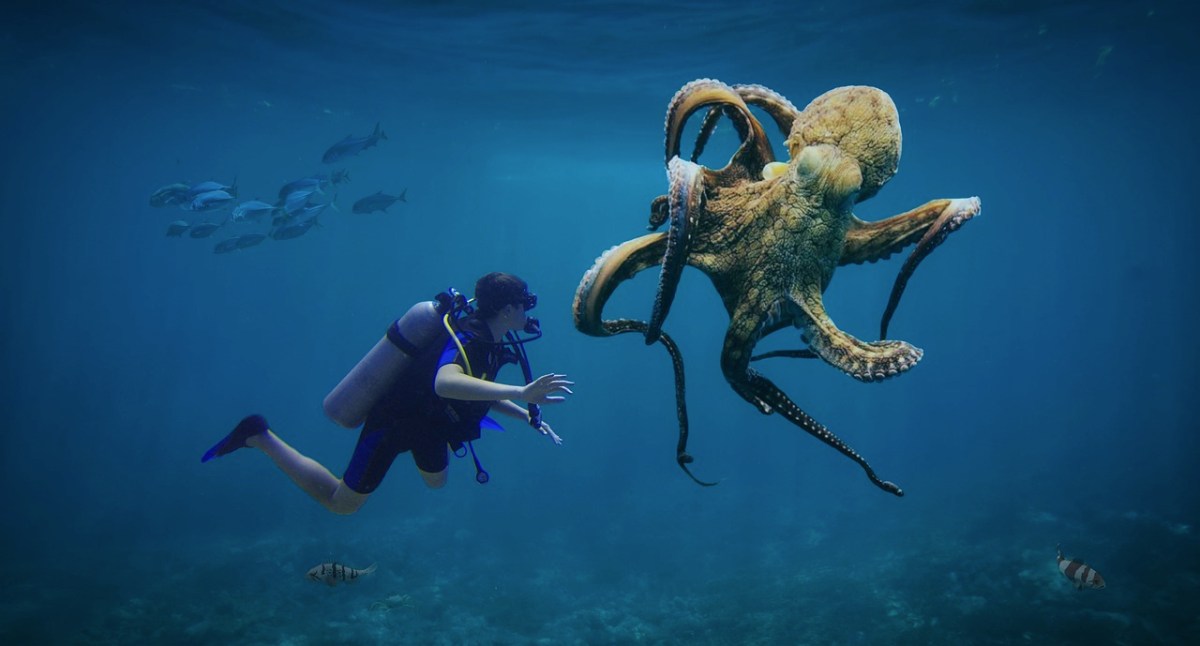 Was Krakengehirne über unsere Gehirne verraten