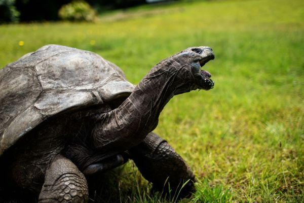 L'animale terrestre più vecchio del mondo festeggia il 190° compleanno