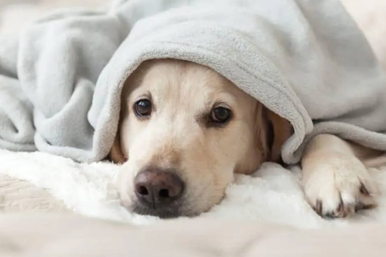 Böllerverbot: Bündnis fordert Schutz für Mensch und Tier