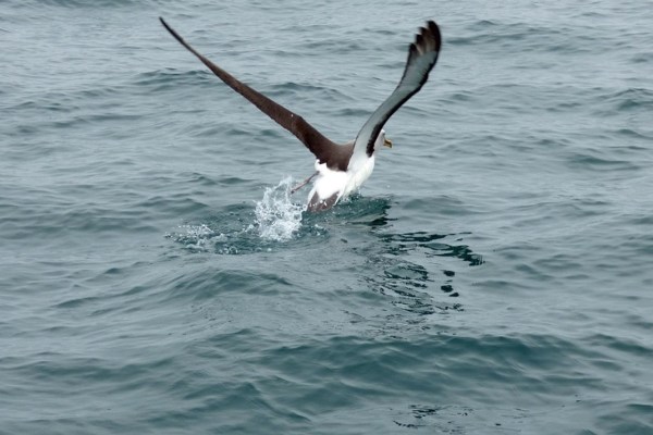 Albatri: cura del partner invece che tornaconto personale