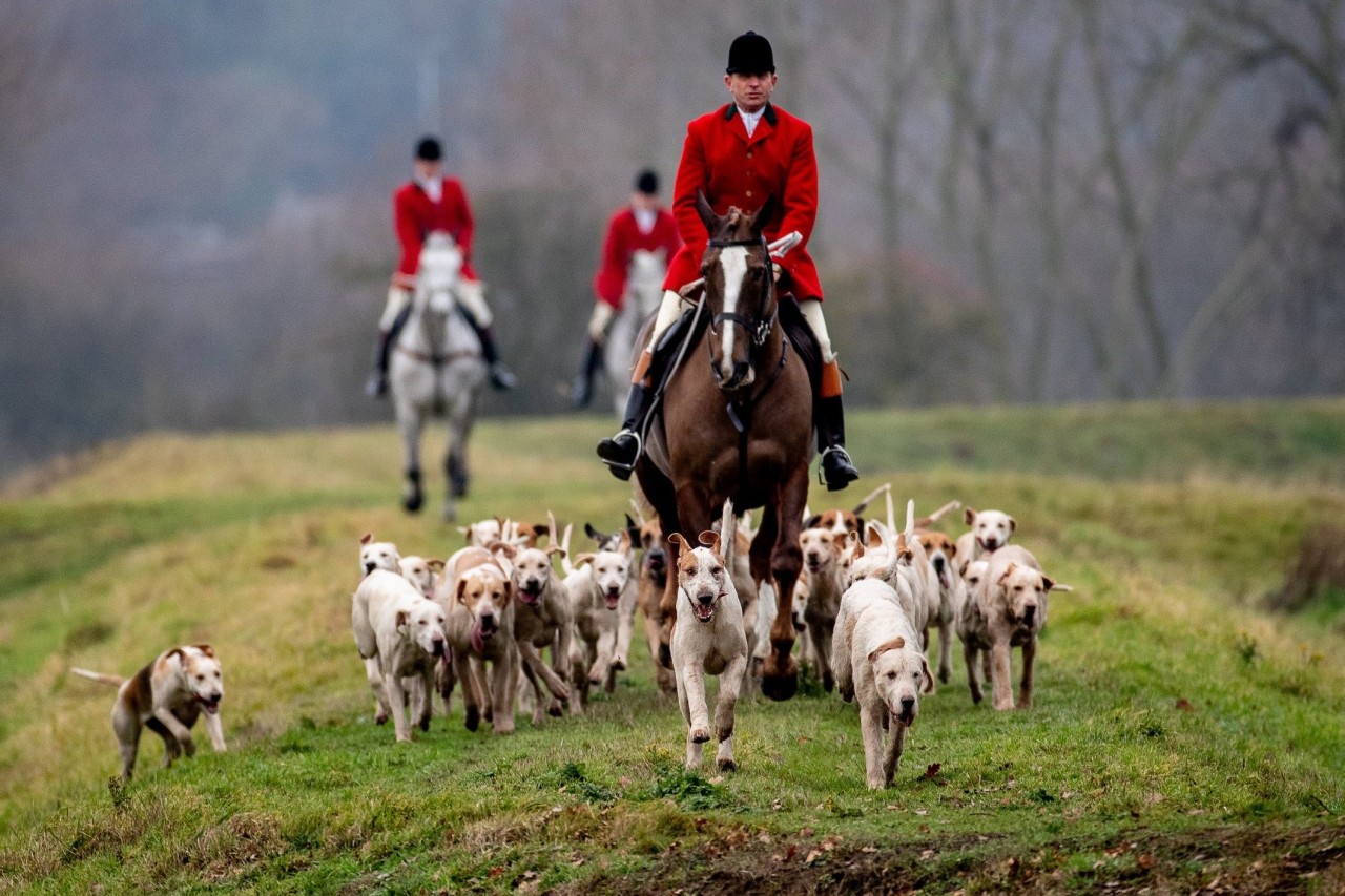 Boxing Day: Brutalität der Fuchsjagd in England