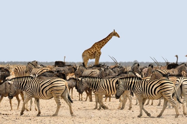 Trofeejacht: de leugens van de jachtlobby in Namibië