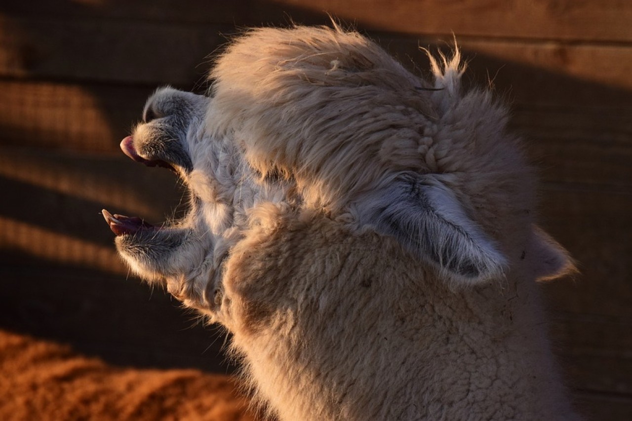 Studie: Empathische Menschen verstehen Tierlaute besser