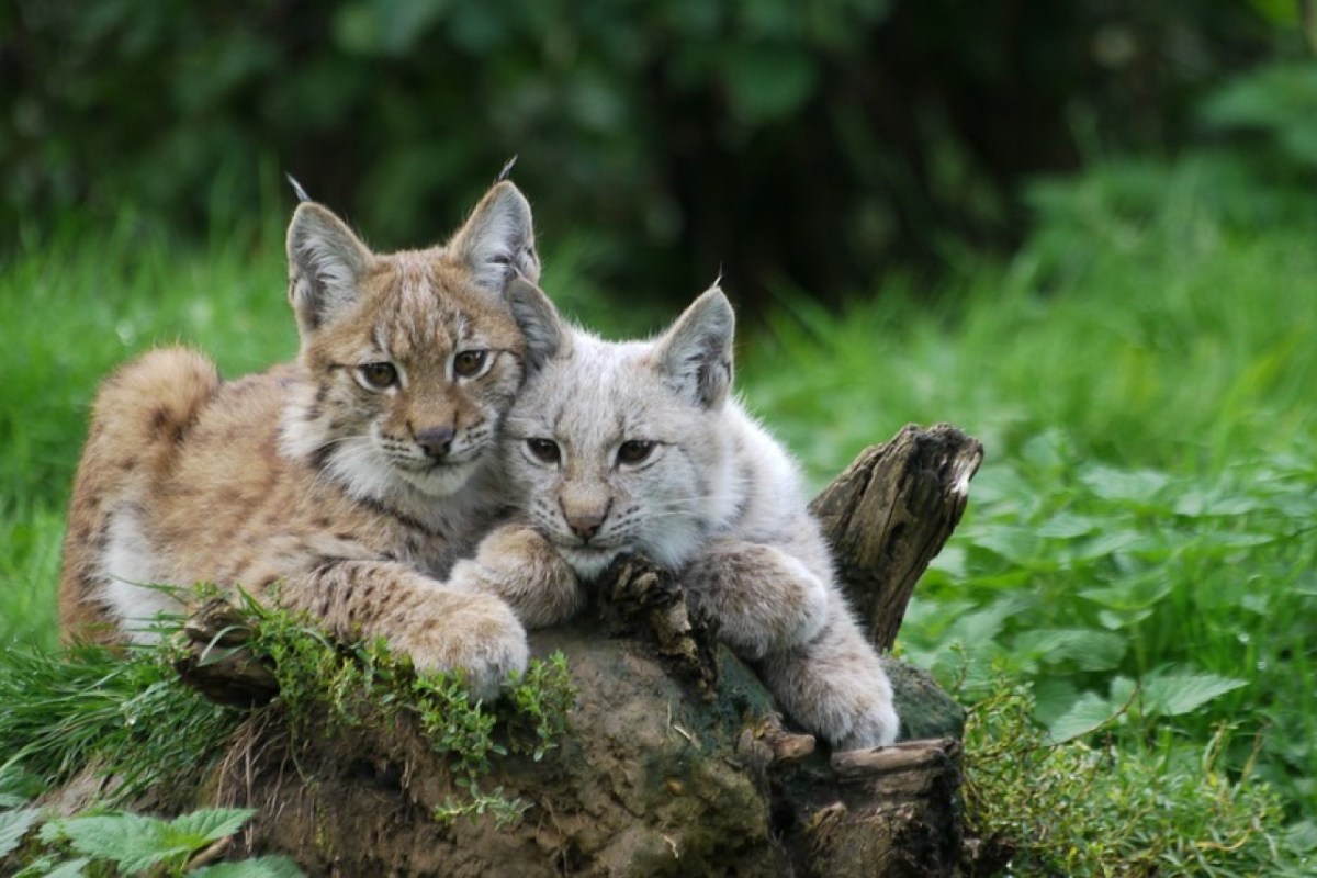 Wild beim Wild