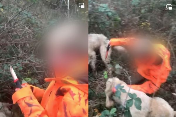 Junge soll Wildschwein töten: Justiz ermittelt