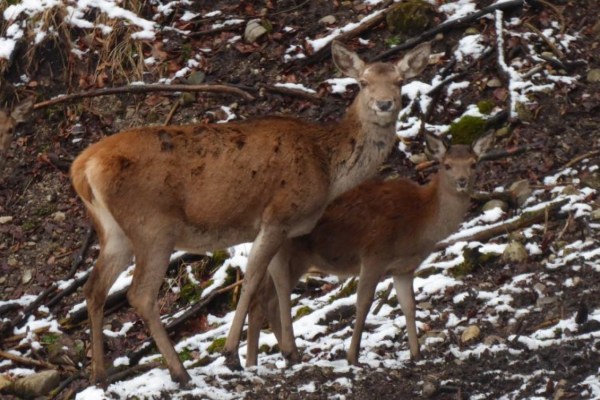 Pas de trêve de Noël pour les animaux sauvages en Bavière