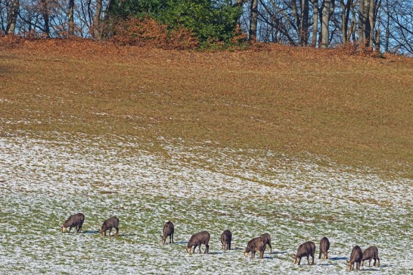 Keine Wildruhezonen im Kanton Schwyz