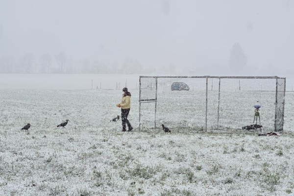 Klimawandel bringt Vogelzug durcheinander