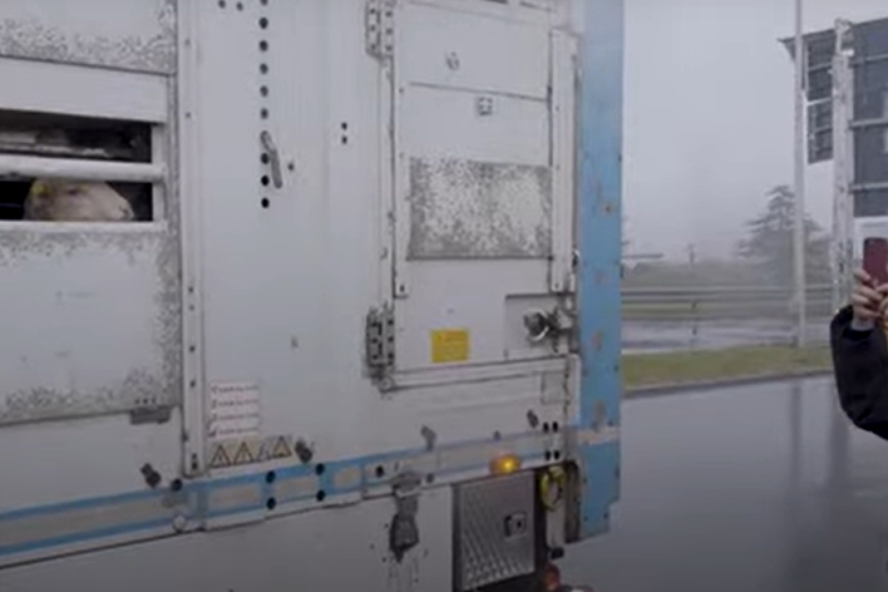 Lämmertransporte aus Osteuropa: Leid auf vier Etagen