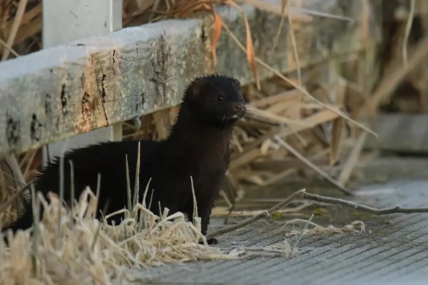 Nerzfarm in Ohio schliesst nach Befreiung von Nerzen