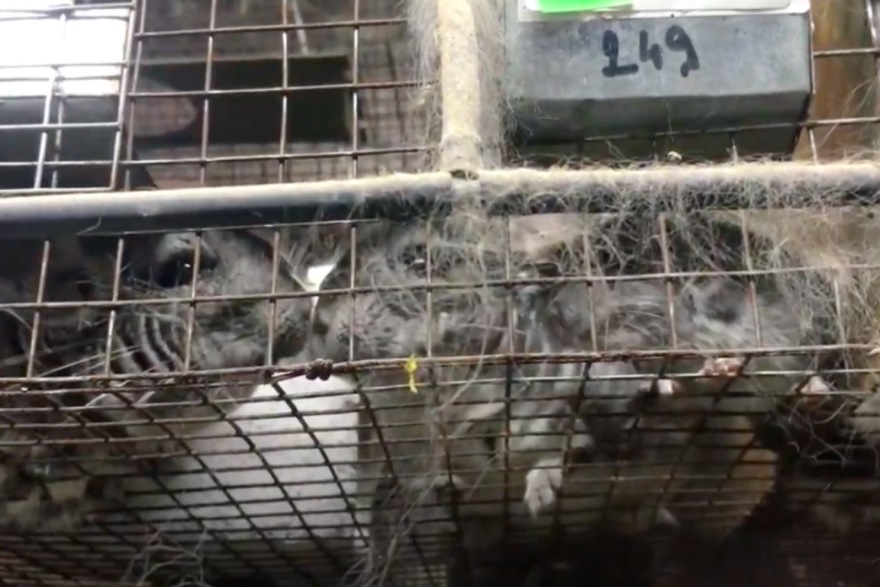 Rumänien: Senat stimmt für Pelzfarm-Verbot