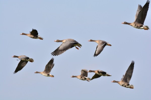 Silvesternacht stresst insbesondere Vögel