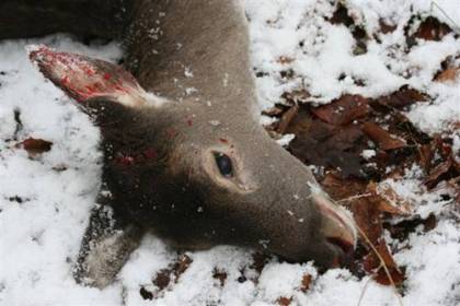 Cruel hunting methods – tolerated and promoted Wild among the wild