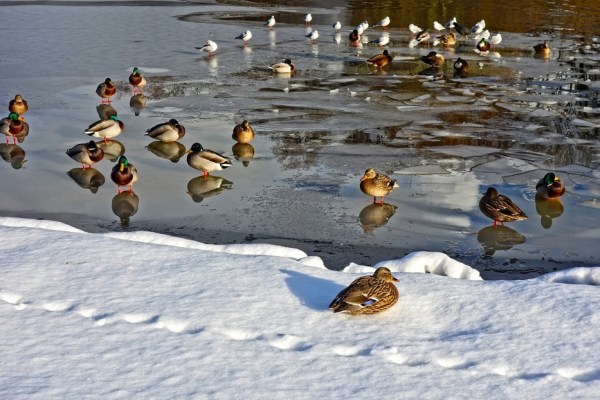Perché le anatre non rimangono bloccate nel ghiaccio in inverno?