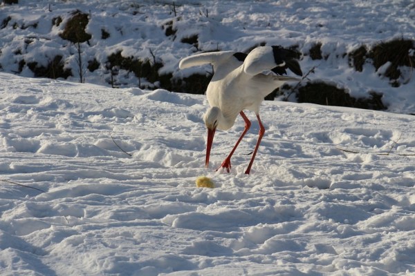 Wie Tiere gut durch den Winter kommen